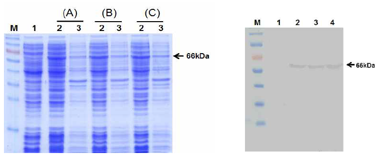 IPTG 농도에 따른 HcRNAV34 캡시드 단백질의 발현.