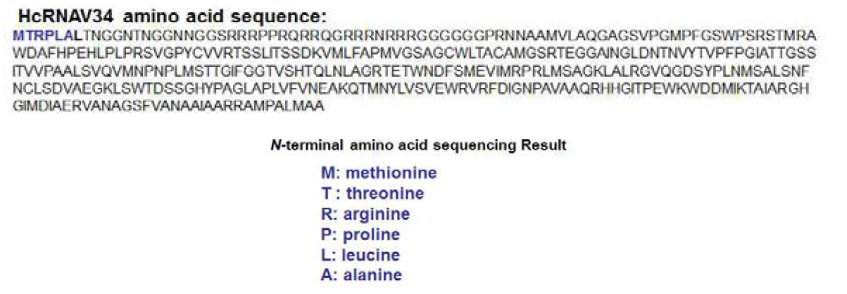 정제된 HcRNAV34 캡시드 단백질의 N-terminal amino acid sequencing