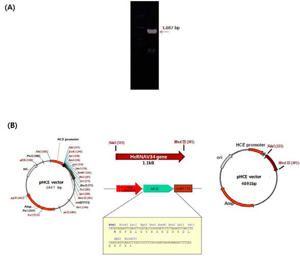 재조합 플라스미드 pHCE-HcRNAV34의 제작.
