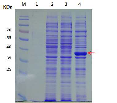 배양 온도에 따른 E. coli BL21 pHCE-IA::HcRNAV34의 캡시드 단백질의 발현