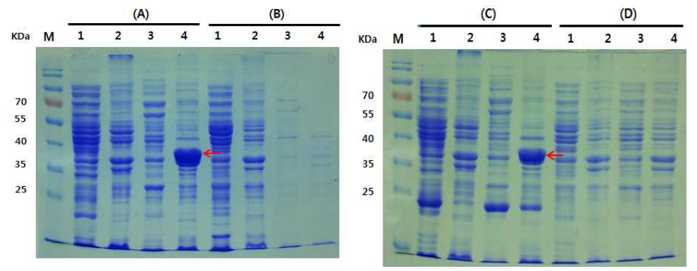 다양한 종류의 대장균 host stran에서의 HcRNAV34 캡시드 단백질의 발현.