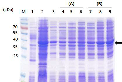 배양 배지 조성변화에 따른 HcRNAV34 캡시드 단백질의 발현.