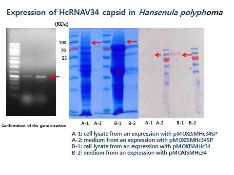 H . polyphoma에서 HcRNAV34 캡시드의 발현