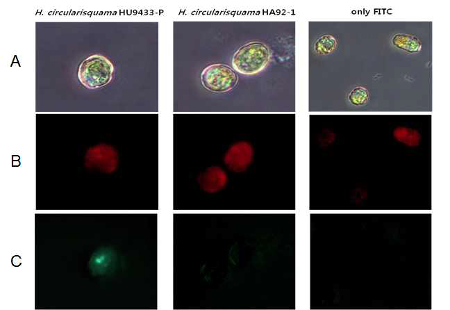 Host specific binding of HcRNAV34 VLPs labeled with FITC to its host, H. circularisquama HU9433-P and HA92-1, under the observation with optical and fluorescent microscopy