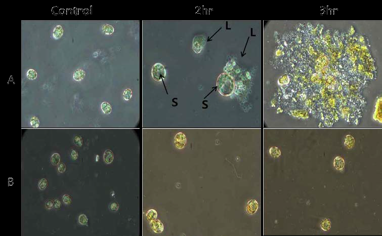 Host specific algicidal effect of HcRNAV34 VLPs encapsulated with TD49 on its host H. circularisquama HU9433-P (A) and its non-host HY9423 (B) at 20℃ for 2 hr and 3 hr.