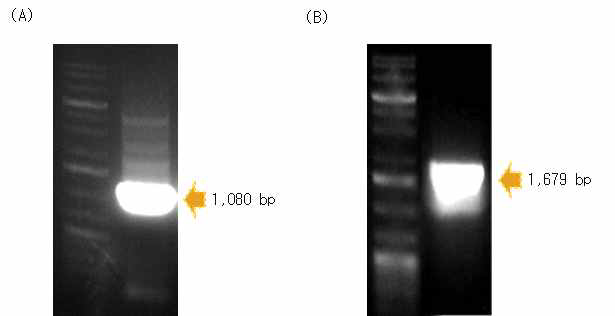 HcRNAV109 DNA fragment.