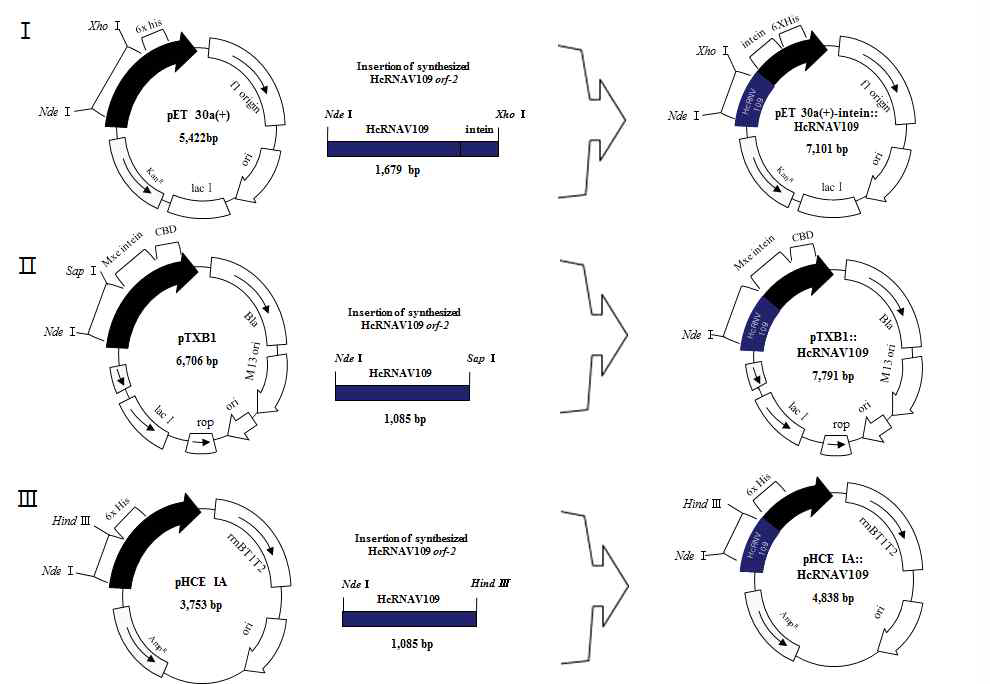 HcRNAV109를 삽인한 다양한 종류의 재조합 플라스미드 모식도