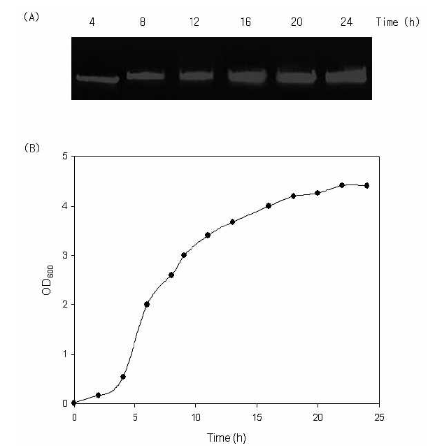 대장균 성장에 따른 재조합 플라스미드 pHCE-IA::HcRNA109 VLP 활성.