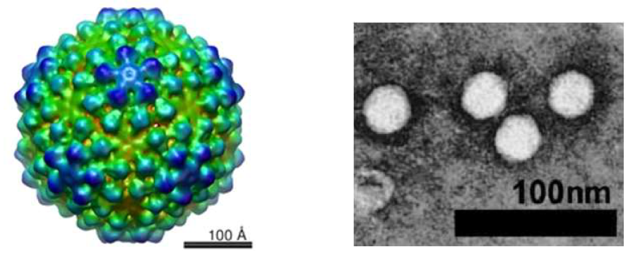 Heterocapsa circularisquama RNA 바이러스의 모델(좌측)과 전자현미경 사진(우측).