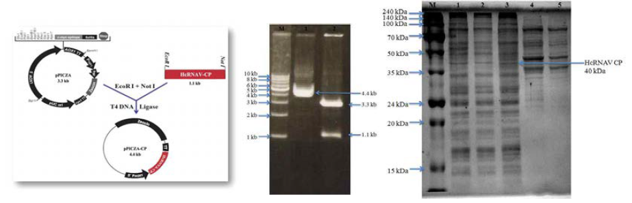 HcRNAV109 CP 유전자 (1.1 kb)의 클로닝과 발현