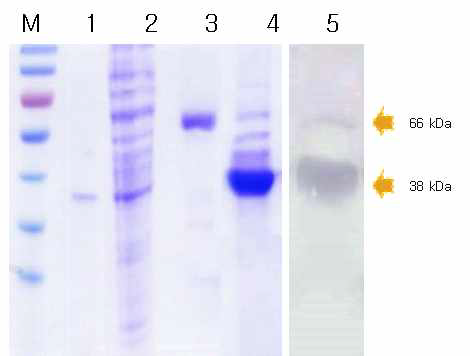 대장균내 과 발현된 재조합 HcRNAV34의 정제 (pTXB1::HcRNAV109).