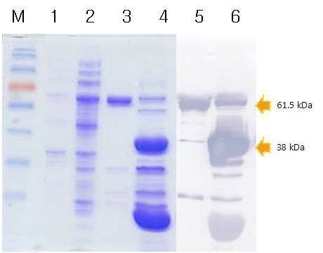 대장균내 과 발현된 재조합 HcRNAV34의 정제 (pET30a::HcRNAV109 VLP).