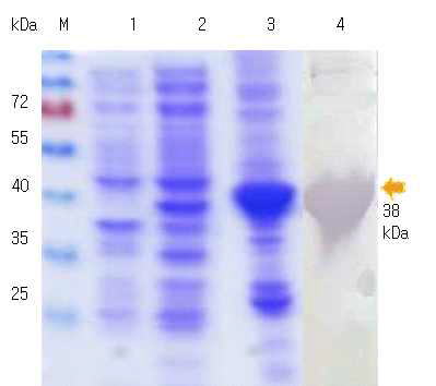 대장균내 과 발현된 재조합 HcRNAV34의 정제 (pET30::HcRNAV109 VLP).