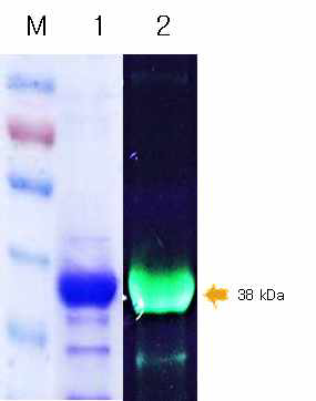 형광 물질 FITC가 표지된 HcRNAV109 VLP.