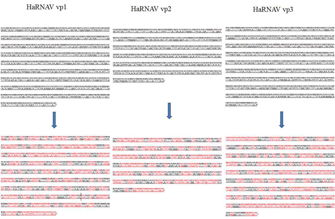 HaRNAV vps 유전자의 코돈 최적화