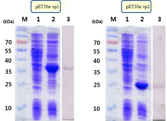 대장균 내의 단백질 발현 (VP1, VP2).