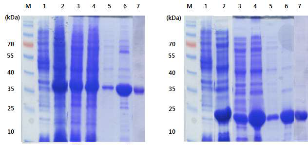 HaRNAV viral protein 정제 (VP1, VP2).