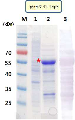 대장균 내의 단백질 발현 (VP3).
