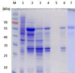 HaRNAV viral protein 정제 (VP3).