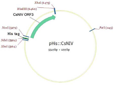 pHis::CsNIV의 제조.