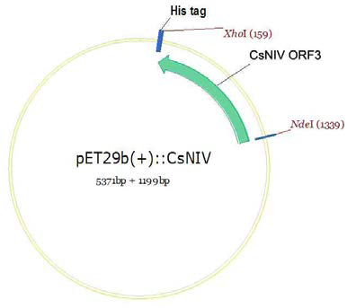 pET29b(+)::CsNIV의 제조.