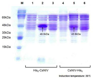 High-speed centrifugation과 ultracentrifugation을 이용한 CsNIV capsid 단백질의 자가조립(self-assembly) 여부의 조사