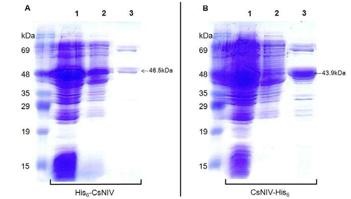 Affinity chromatography를 이용한 His -CsNIV와 CsNIV-His 의 정제.