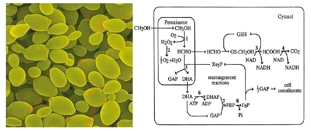 P ichia pastoris and its metabolic pathway simplified.