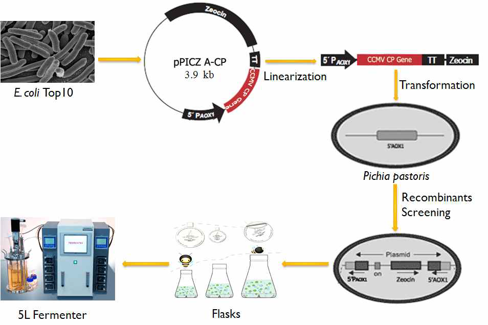 Recombinant protein production using P . pastoris expression system.