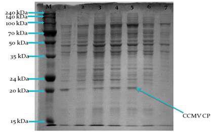 SDS-PAGE results of recombinants.