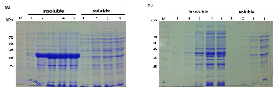 Recombinant HcRNAV34 capsid protein over-expression in E. coli BL21(DE3) at 30ℓ fermentor