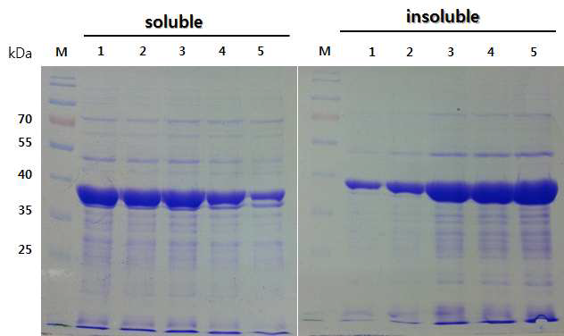 Expression of soluble and insoluble fractions of HcRNAV34 capsid protein in E. coli BL21(DE3).