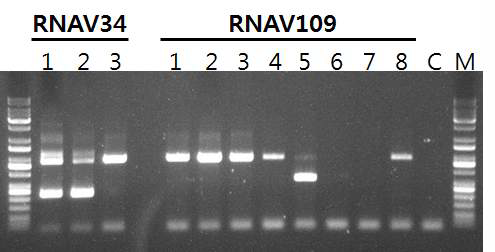 HcRNAV34 및 HcRNAV109 PCR 결과