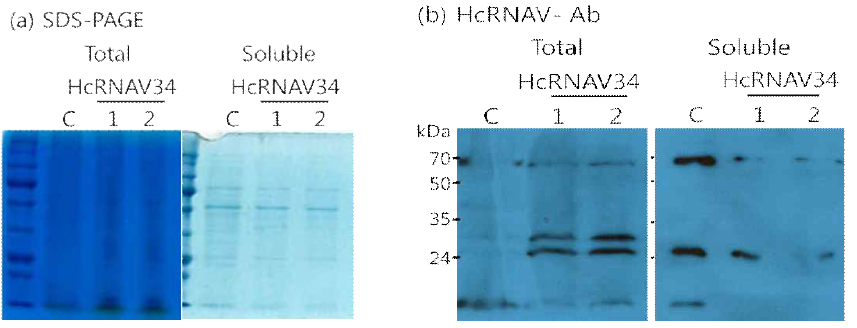 Immunoblot analysis를 통한 P . tricornutum HcRNAV34 형질전환체의 단백질 발현 확인.