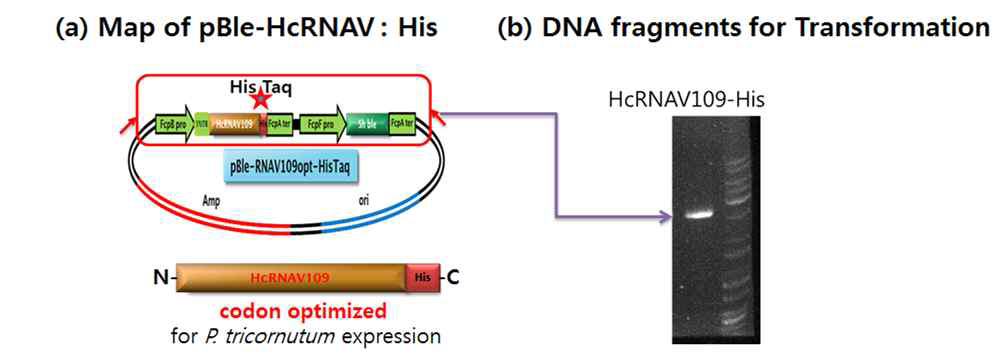 C-terminal에 His tag이 붙어있는 codon optimized 된 HcRNAV109(a), 형질 전환 시 사용된 DNA fragment(b).