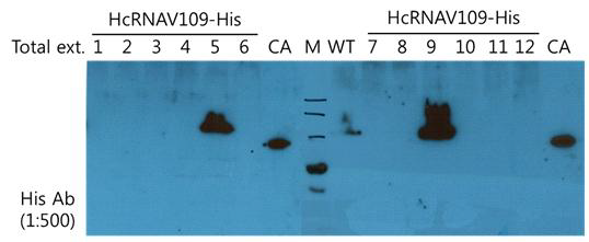 His tag Antibody를 이용한 캡시드 단백질 발현 확인 (CA, positive control로 사용한 His tag이 붙어있는 재조합 Carbonic Anhydrase 단백질)