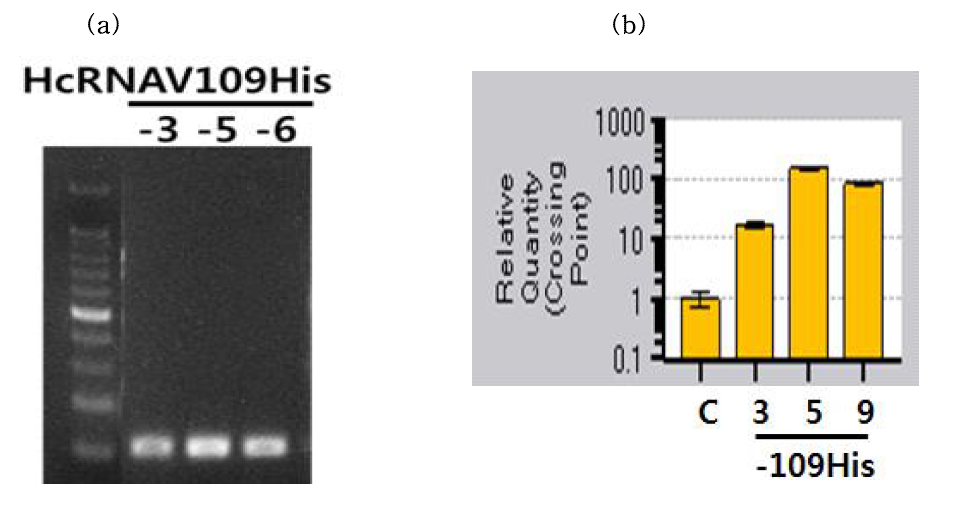 RT-PCR을 통해 확인한 HcRNAV109-His의 형질전환 확인(a), qRT-PCR을 통해 형질전환체에서 상대적 trasnscripts 발현 양 확인(b) (C, Control).