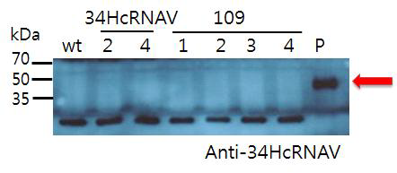 캡시드 단백질의 발현을 확인하는 Immunoblotting