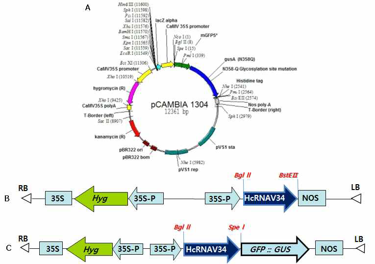 Schematic diagram of the pCAMBIA1304 binary vector (A) and the recombinant vector of pCAMBIA1304 binary vector with HcRNAV34 VLP gene (B, C).