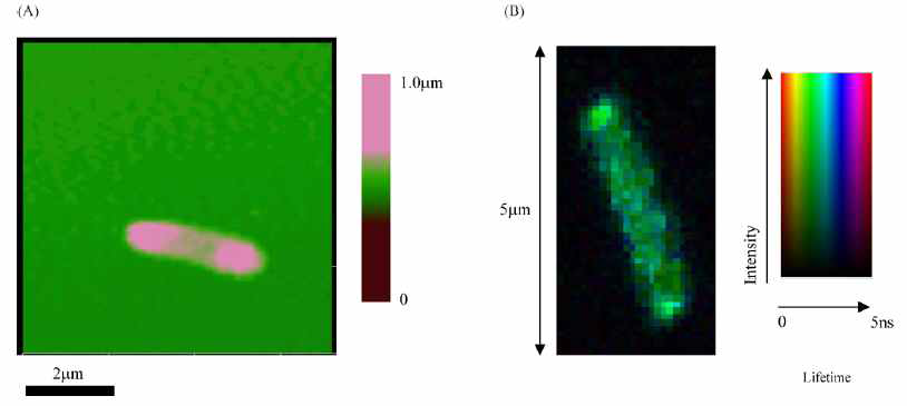 Shewanella oneidensis MR-1 세포의 AFM (A) 및 형광(B) 이미지