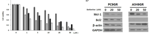 A. ECC의 유효성분인 베르베린의 항암효과 분석 B. 베르베린에 의한 MCl-1과 bcl-2 발현 억제