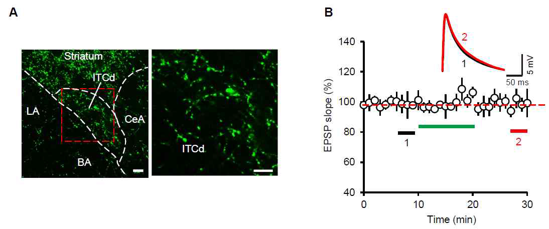 ITCd의 도파민 신경의 존 재와 기본적 신경전달에의 영향