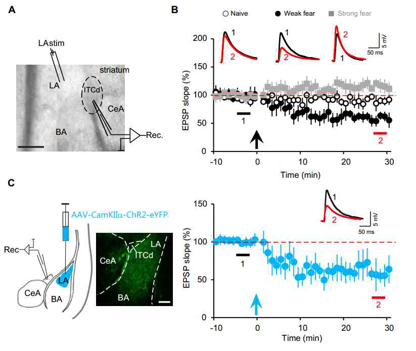 공포조건화에 의해 조절되는 측핵과 ITCd 시냅스가소성