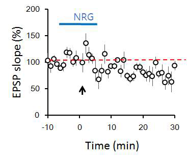 Neregulin-ErbB4 signaling에 의한 측핵 -ITCd 시냅스의 장기 약화 조절 확인