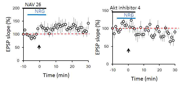 Neuregulin-1(NRG)에 의한 장기 약화 조절의 분자적 메커니즘