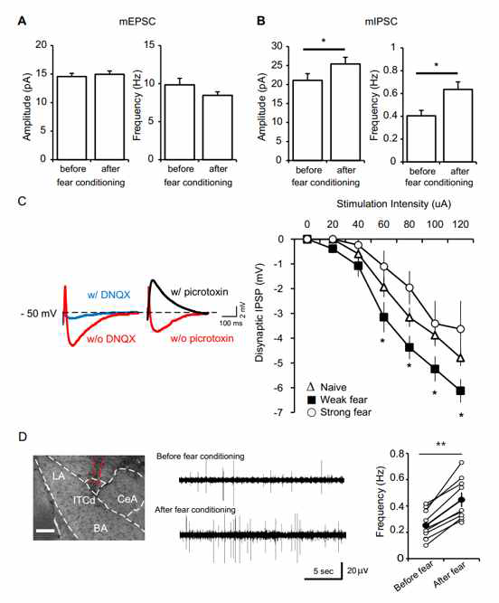 약한 공포조건화에 의한 ITCd에서 mIPSC의 증가 (A) 약한 공포조건화 후 mEPSC의 증가는 관찰 되지 않은 반면, (B) mIPSC의 크기와 빈도가 증가함. (C) 측핵의 전기자극으로 DNQX(20uM)와 PTX(100uM) 모두에 감소되는 이중시냅스 억제성 신 호(disynaptic IPSP)를 유발함. 약한 공포조건화 후, 이 중시냅스 억제성 신호의 자극 대비 세기가 Naive 또는 강한 공포조건화 그룹보다 커짐. (D) 약한 공포조건화 후, ITCd의 자연발화(spontaneous firing)의 빈도가 증 가됨.
