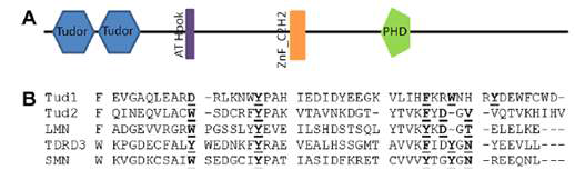 PHF20는 tandem Tudor domain을 가지고 있는 multidomain 단백질이다