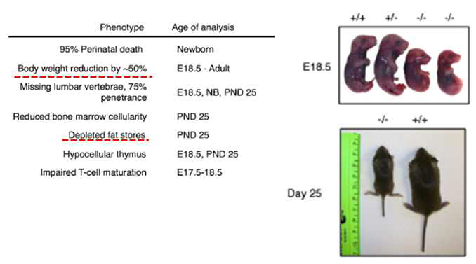 PHF20 Knockout mice Phenotype