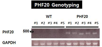 PHF20 transgenic mice genotyping