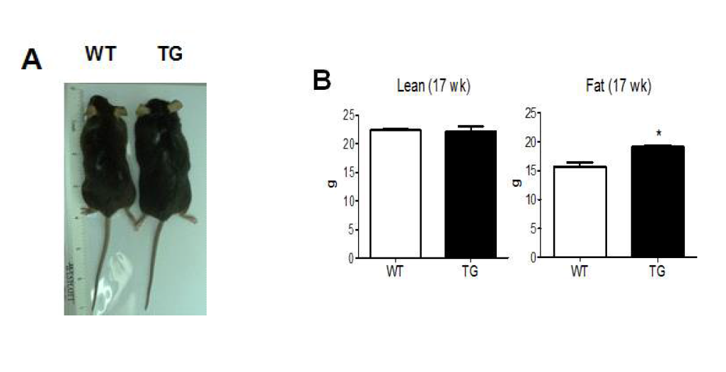 (A) Wild Type과 PHF20 Transgenic mice의 크기 비교 (B)EcoMRI를 이용하여 Fat mass와 Lean mass 측정 결과